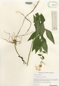 Phlox paniculata image