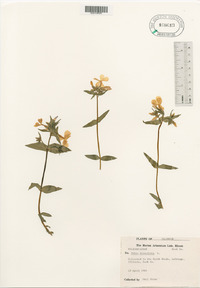 Phlox divaricata image