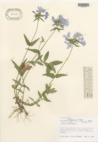 Phlox divaricata image