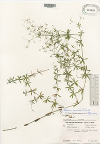 Galium concinnum image