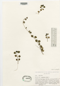 Mitchella repens image