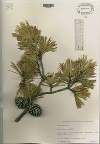 Pinus rigida image