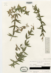 Galium lanceolatum image