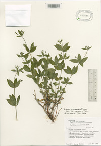 Galium circaezans image