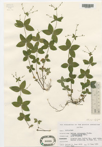 Galium circaezans image