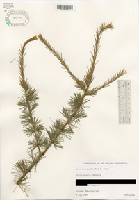 Larix laricina image