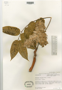 Ailanthus altissima image