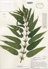 Urtica gracilis image