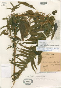 Urtica gracilis image