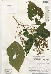 Laportea canadensis image