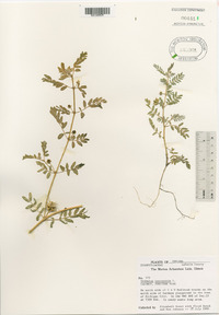 Tribulus terrestris image