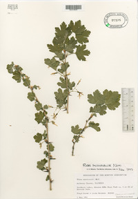 Ribes missouriense image