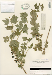 Ribes hirtellum image