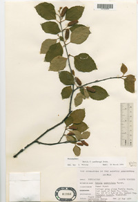 Betula sandbergii image