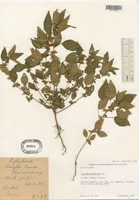 Acalypha rhomboidea image