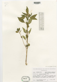 Euphorbia davidii image