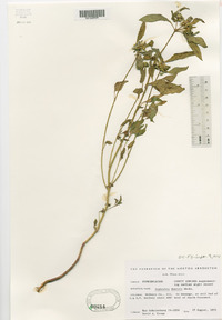 Euphorbia davidii image