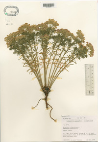 Euphorbia cyparissias image