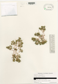 Euphorbia polygonifolia image