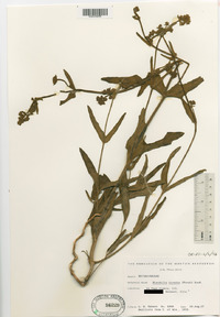 Mirabilis hirsuta image