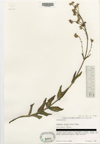 Mirabilis hirsuta image