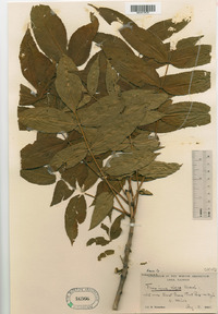 Fraxinus nigra image