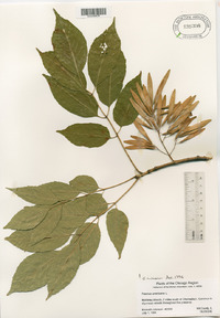 Fraxinus smallii image