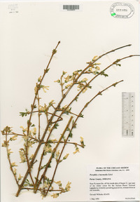 Forsythia × intermedia image