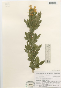 Ligustrum vulgare image