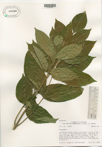 Fraxinus biltmoreana image