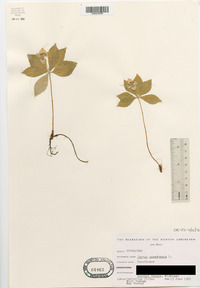 Cornus canadensis image