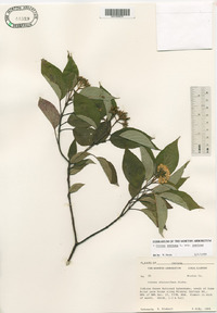 Cornus sericea subsp. sericea image