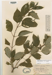 Cornus sericea subsp. sericea image