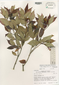 Cornus foemina subsp. racemosa image