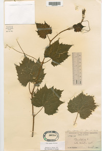 Vitis riparia image