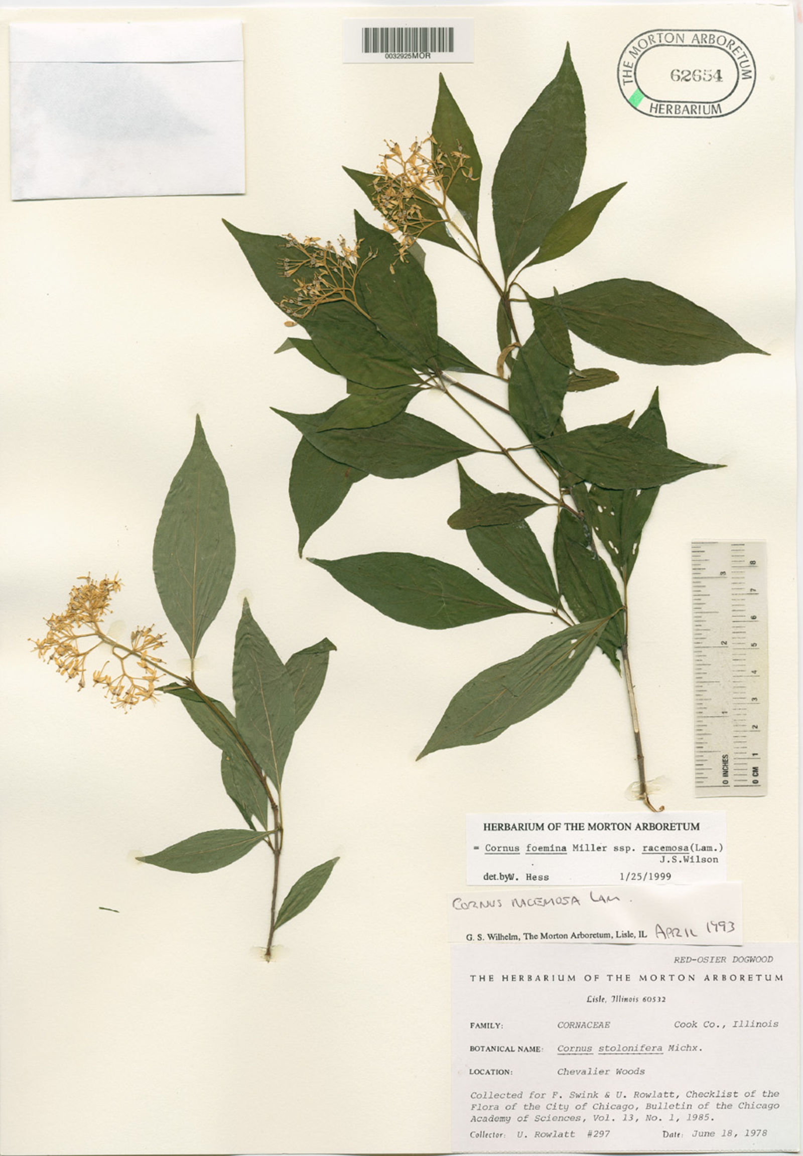 Cornus foemina image