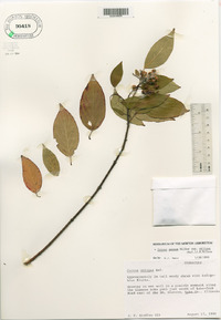 Cornus amomum subsp. obliqua image