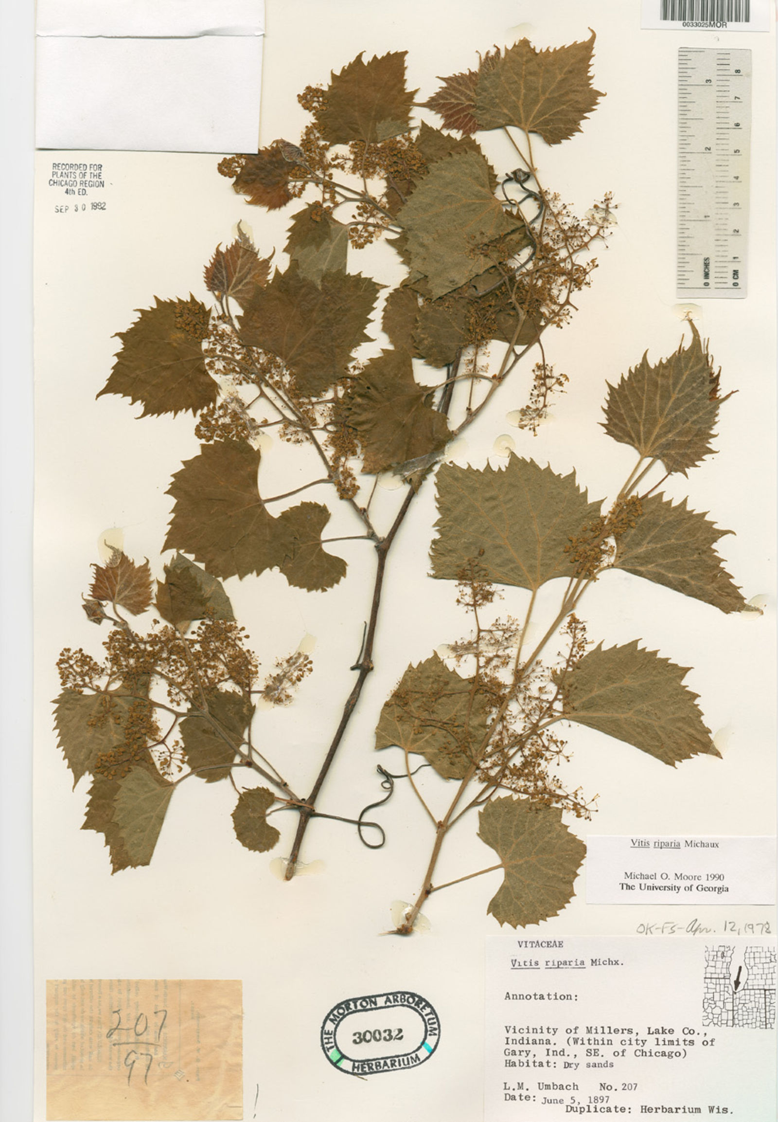 Vitis riparia var. syrticola image