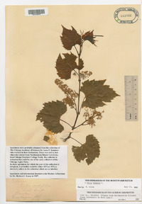 Vitis riparia image