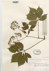 Parthenocissus inserta image