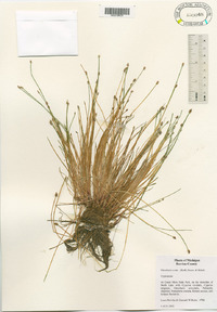 Eleocharis flavescens var. olivacea image