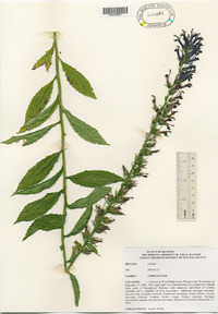 Lobelia × speciosa image
