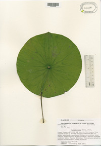 Nelumbo lutea image