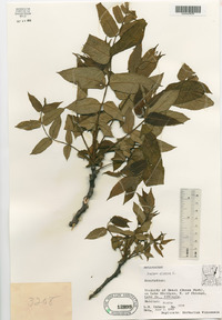 Juglans cinerea image