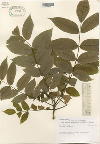 Juglans cinerea image