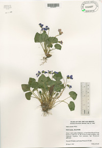 Viola sororia image