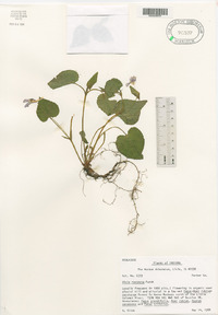 Viola rostrata image