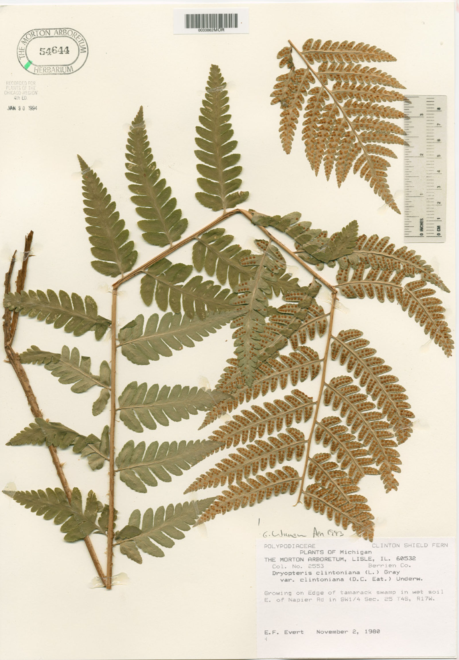 Dryopteris clintoniana var. clintoniana image