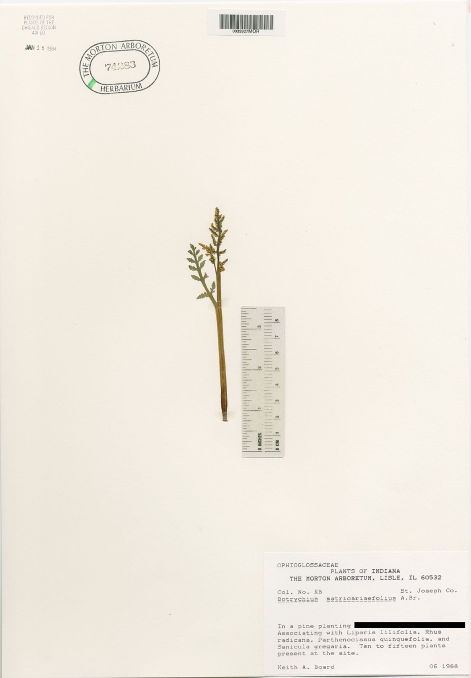 Botrychium matricariifolium image