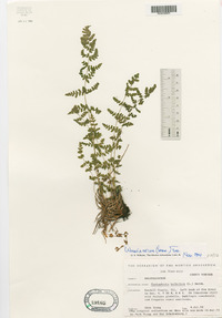 Woodsia obtusa image